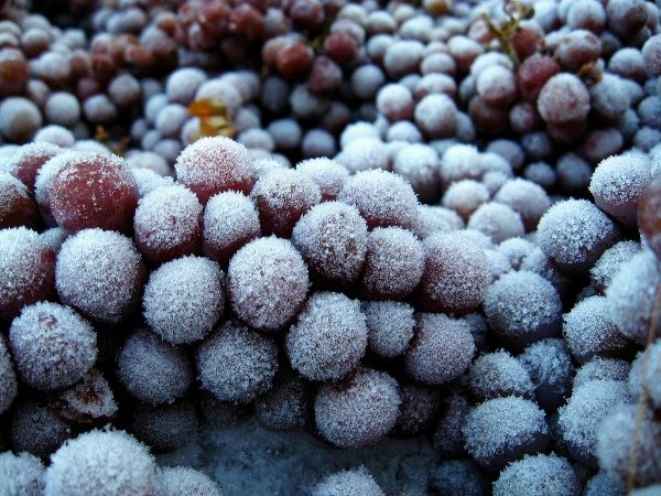  For making ice wine berries need to freeze