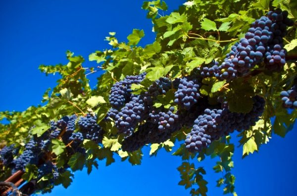  Grapes on the vine