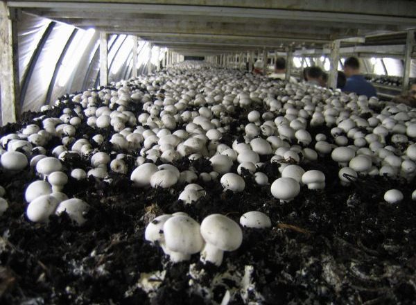  Growing mushrooms in the greenhouse