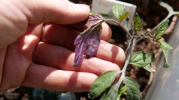 Purple leaves on tomato seedlings