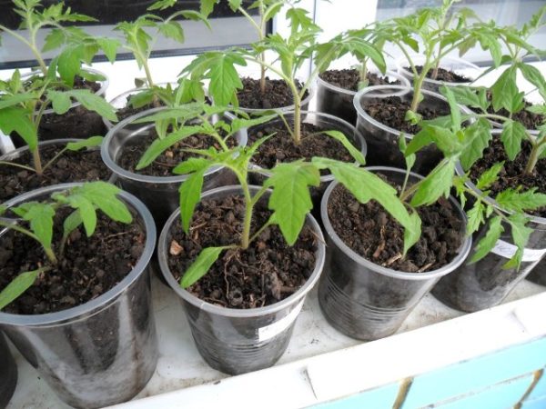  Healthy tomato seedlings