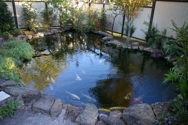  Fish pond