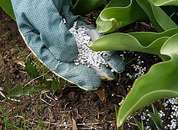  Nitrogen fertilizers for plants