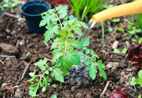  To improve growth you can water the tomatoes with fertilizer mixtures.