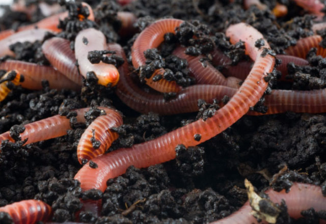  breeding earthworms at home