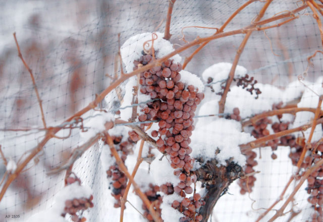  how to cover the grapes for the winter