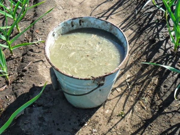  Before making chicken manure, be sure to dilute it with water.