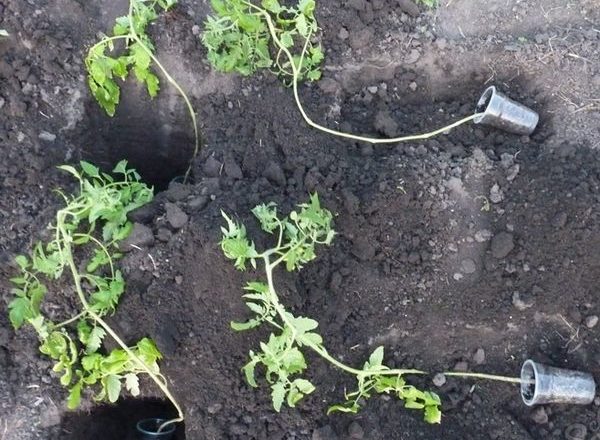 How to plant overgrown tomato seedlings