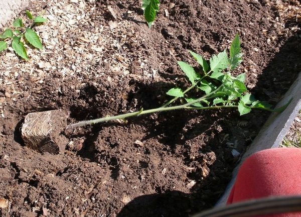  Strongly overgrown seedlings should be planted lying down.