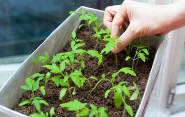  Care for tomato seedlings