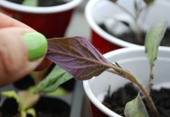  Purple leaves at a tomato seedling