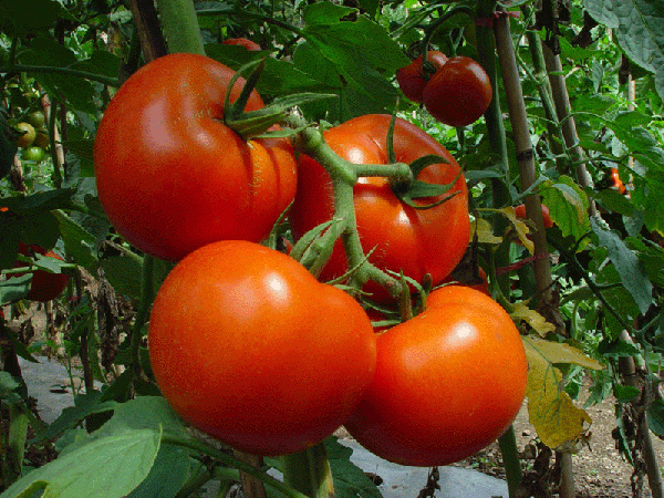  Taman variety recommended for growing in a greenhouse in the south of the country