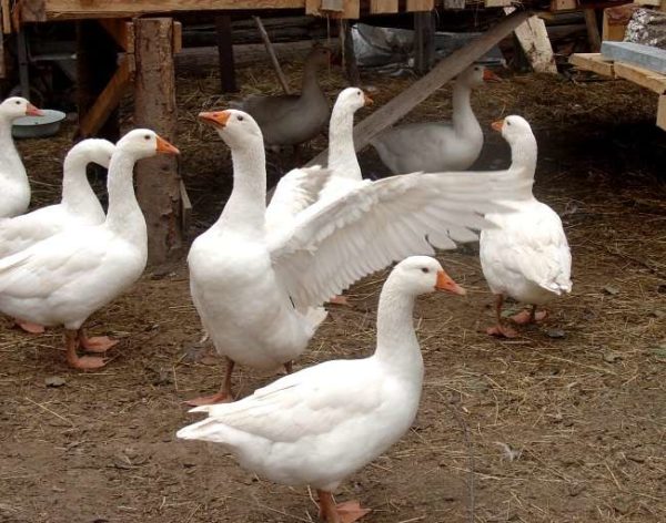  Governor's Geese