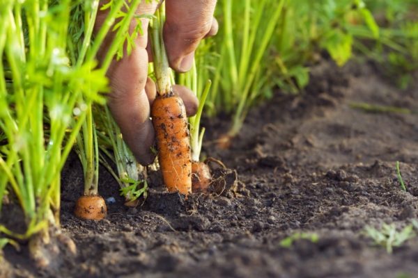  then plant carrots