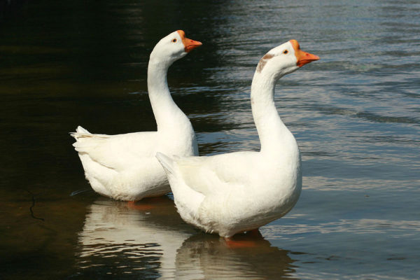  Chinese geese