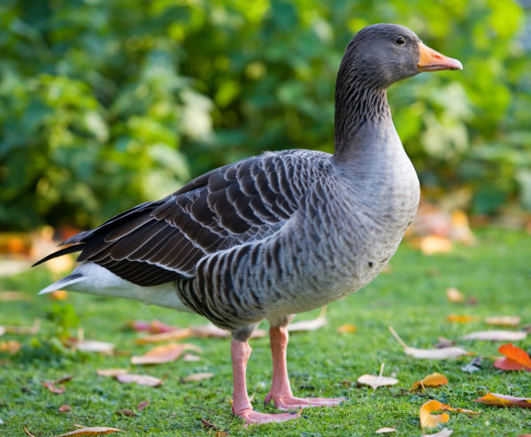  Shadrinsky goose