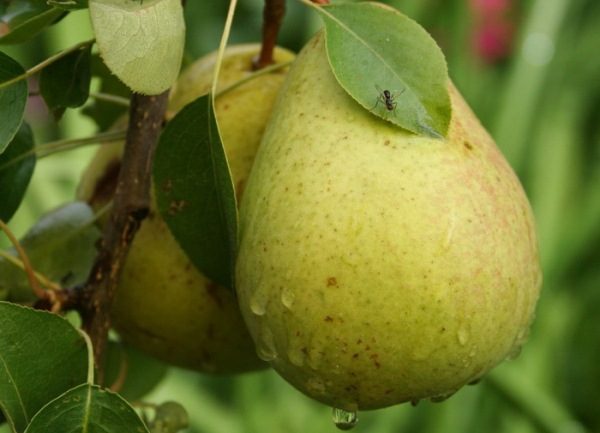  Bessemyanka pear belongs to high-yielding varieties