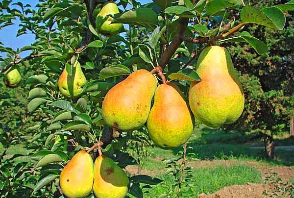  Summer pear variety Duchess pear