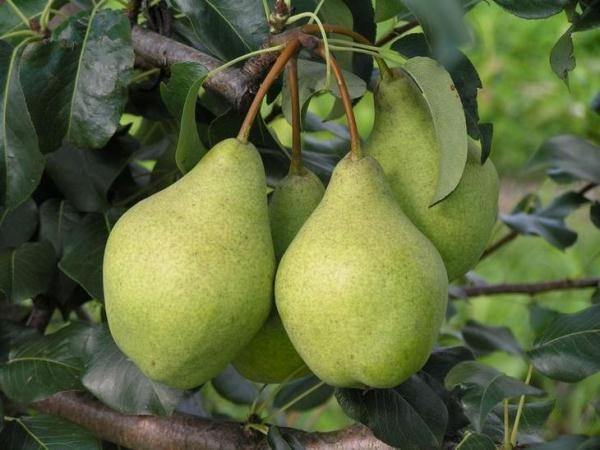  High-yielding pear variety Kondratievka