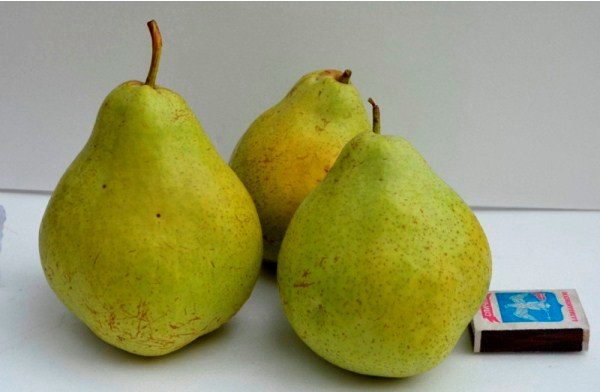  Pear grade Victoria