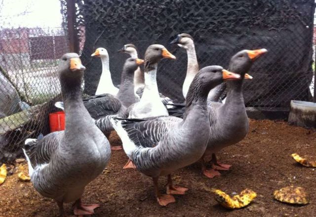  Breed geese