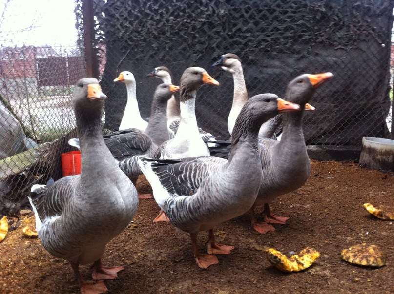  Breed geese