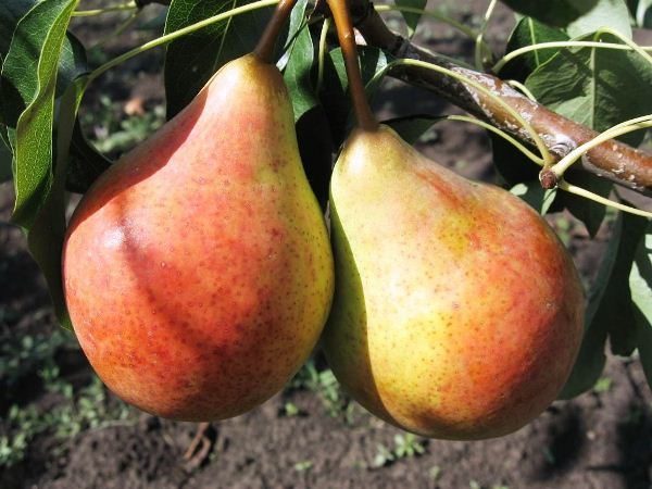  Pear variety Bere Giffard