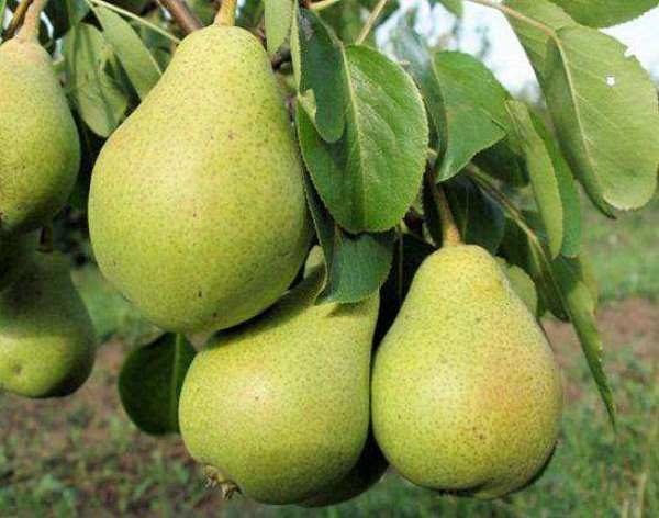  Variety of pears Northerner