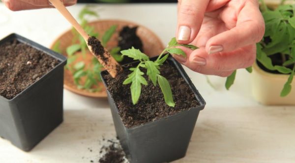  With proper soil preparation, seedlings are not needed