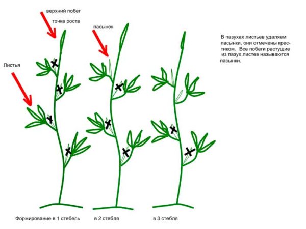  Scheme of formation of bushes in 1-2-3 stalks