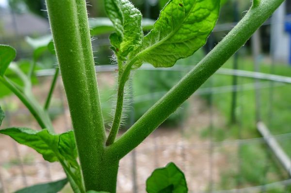  In an adult cucumber bush, the growth point should be constantly lit.