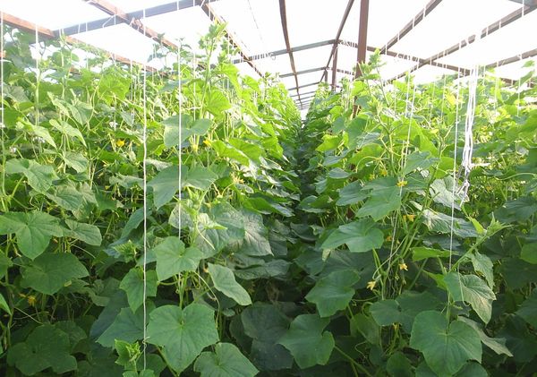  To get a good crop of cucumbers in the greenhouse, it is important to remove the stepsons.