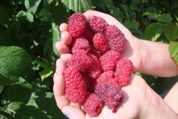  Large fruits of raspberry beauty of Russia