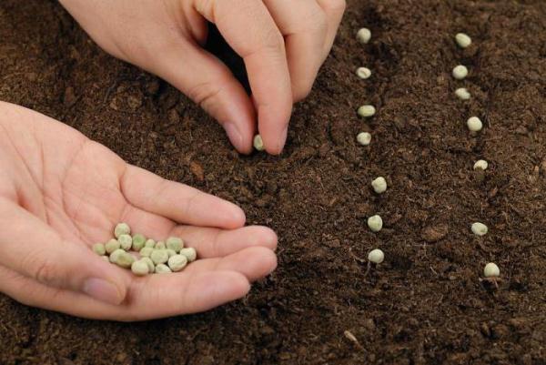  How to plant peas in open ground