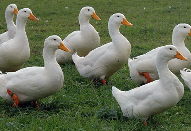  domestic ducks